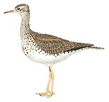 Upland Sandpiper Illustration