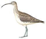 Bristle-thighed Curlew Illustration