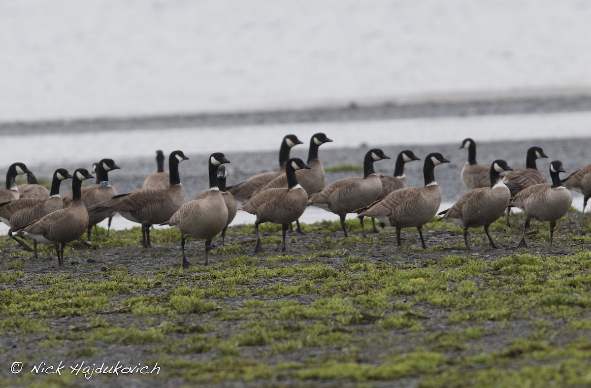Cackling Goose (Aleutian) - Nick Hajdukovich