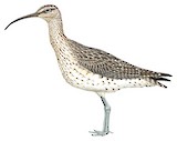 Eurasian Whimbrel Illustration