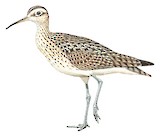 Little Curlew Illustration