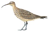 Eskimo Curlew Illustration