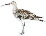 Slender-billed Curlew Illustration