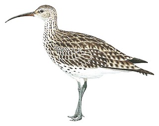 Illustration of  - Slender-billed Curlew
