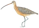 Long-billed Curlew Illustration