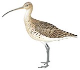 Eurasian Curlew Illustration