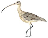 Far Eastern Curlew Illustration