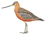 Bar-tailed Godwit Illustration