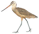 Marbled Godwit Illustration