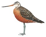 Hudsonian Godwit Illustration