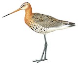 Black-tailed Godwit Illustration