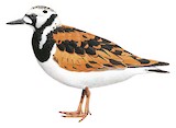 Ruddy Turnstone Illustration