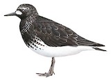 Black Turnstone Illustration