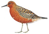 Red Knot Illustration