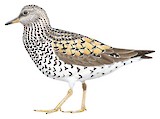 Surfbird Illustration