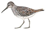 Broad-billed Sandpiper Illustration