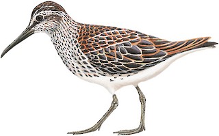Calidris falcinellus sibirica