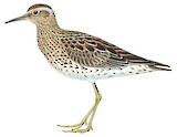 Sharp-tailed Sandpiper Illustration