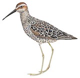 Stilt Sandpiper Illustration