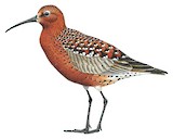 Curlew Sandpiper Illustration