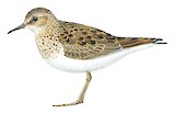 Temminck's Stint Illustration