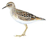 Long-toed Stint Illustration