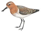 Spoon-billed Sandpiper Illustration