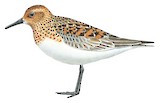 Sanderling Illustration