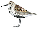 Dunlin Illustration