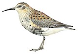 Rock Sandpiper Illustration