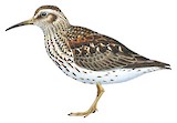 Purple Sandpiper Illustration