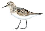 Baird's Sandpiper Illustration