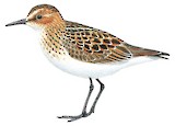 Little Stint Illustration