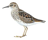 Least Sandpiper Illustration