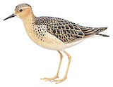 Buff-breasted Sandpiper Illustration