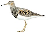 Pectoral Sandpiper Illustration