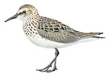 Semipalmated Sandpiper Illustration