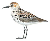 Western Sandpiper Illustration