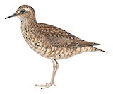 Tuamotu Sandpiper Illustration