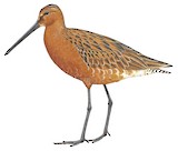 Asian Dowitcher Illustration