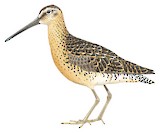 Short-billed Dowitcher Illustration