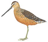 Long-billed Dowitcher Illustration