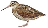 Eurasian Woodcock Illustration