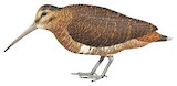 Javan Woodcock Illustration