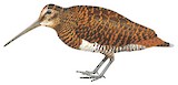 New Guinea Woodcock Illustration