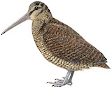 Bukidnon Woodcock Illustration