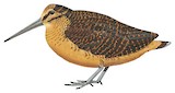 Sulawesi Woodcock Illustration