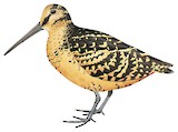 Moluccan Woodcock Illustration