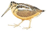 American Woodcock Illustration