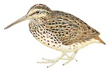 Chatham Snipe Illustration